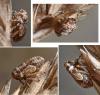 Anaceratagallia venosa